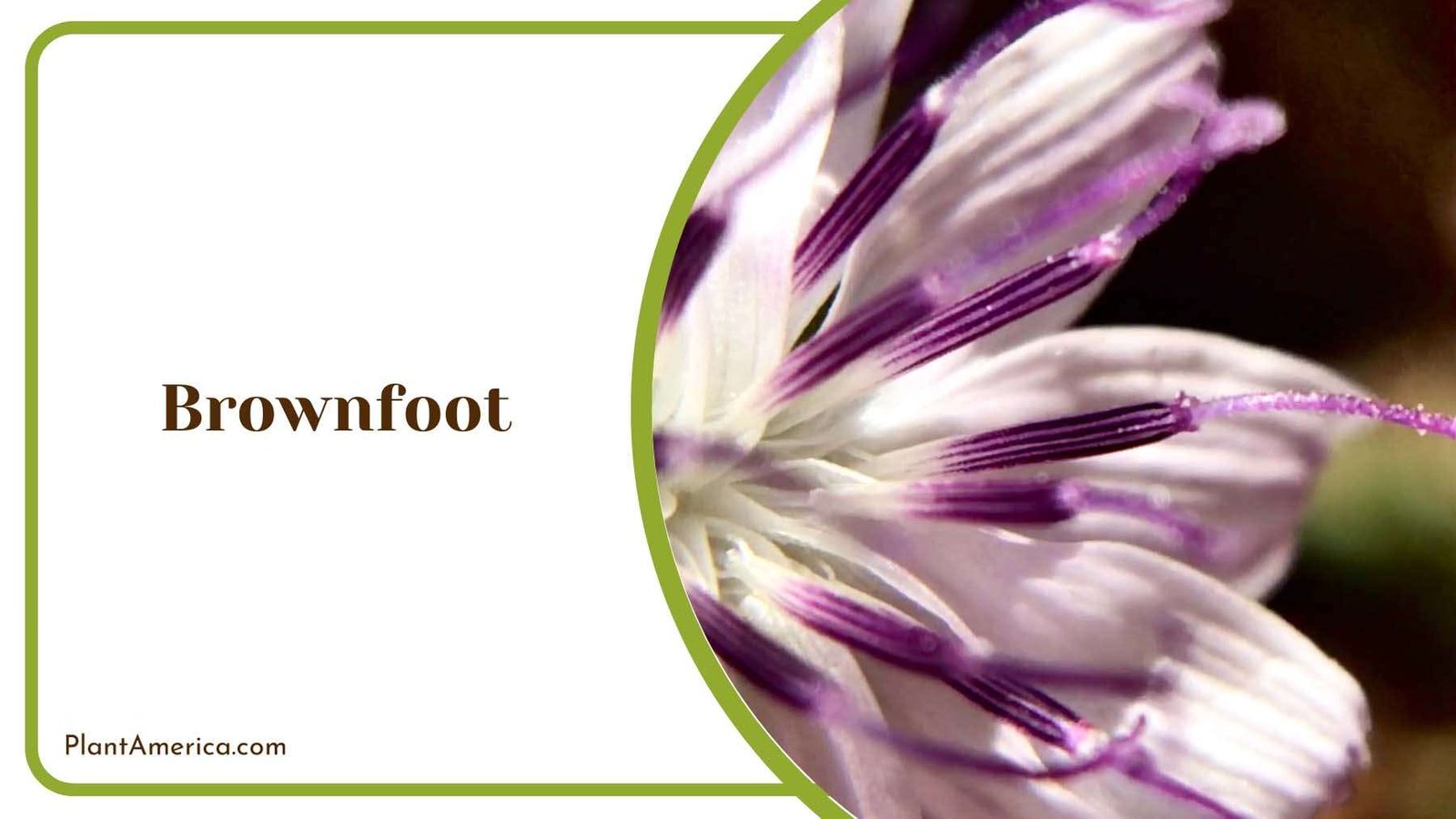 Brownfoot Groundcover Plant America
