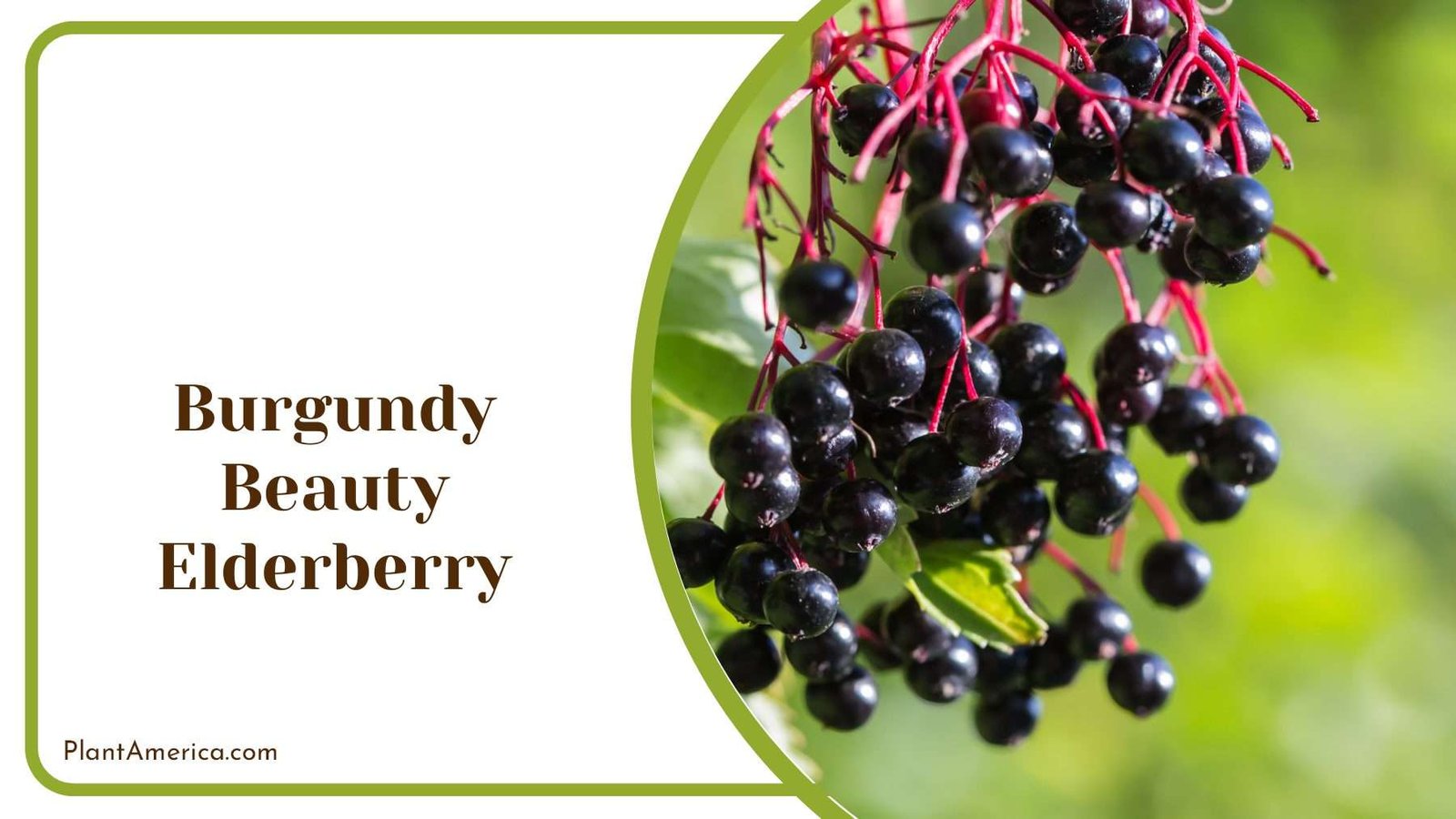 Burgundy Beauty Elderberry Plant America Burgundy Beauty Elderberry Plant America