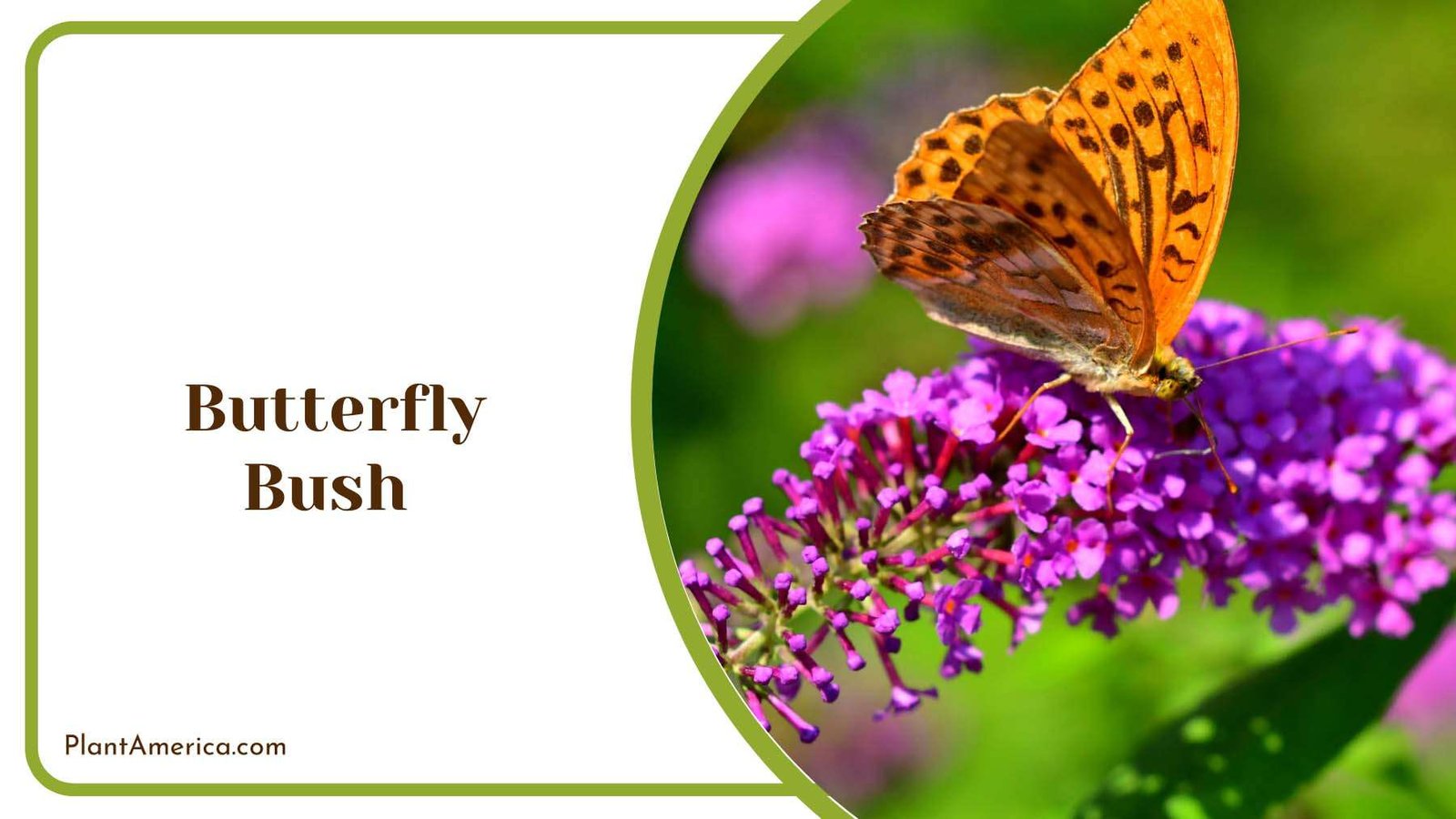 Butterfly Bush Blooming Shrubs Plant America