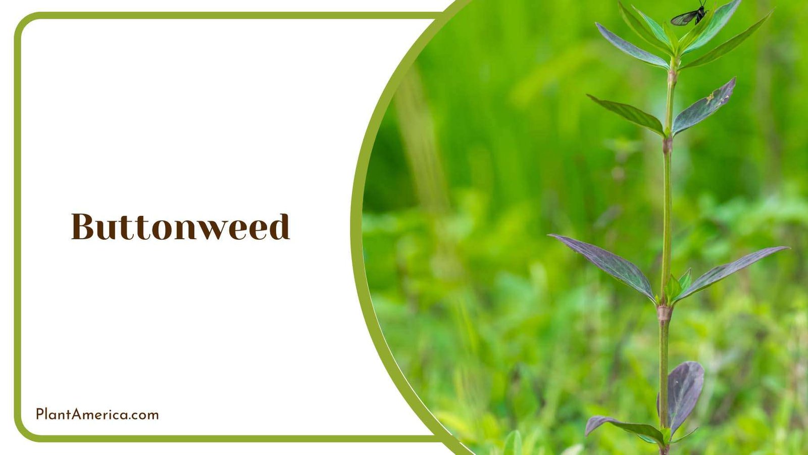 Buttonweed Groundcover Plant Plant America