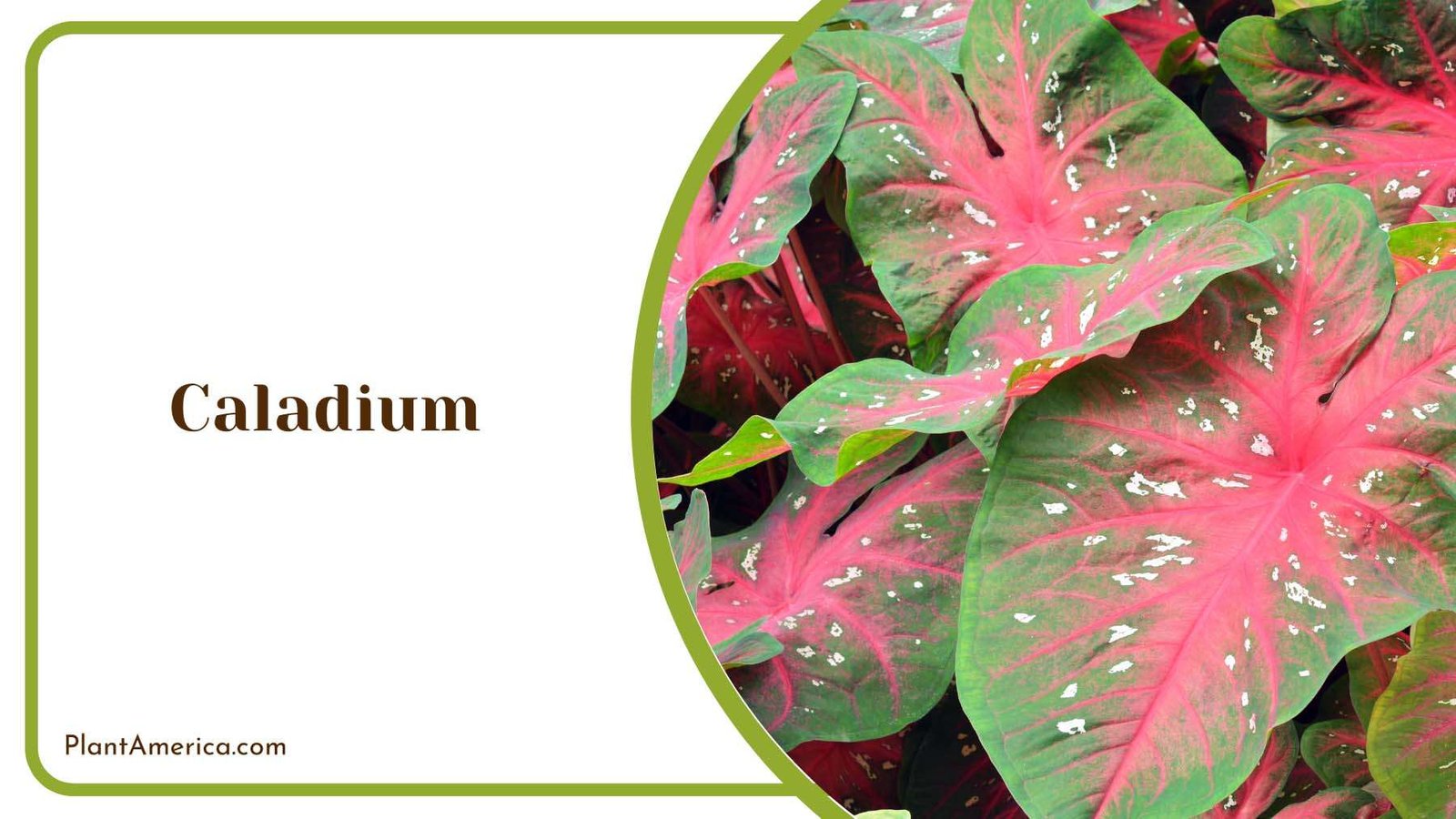 Caladium Heart Shaped Leaves Plant America