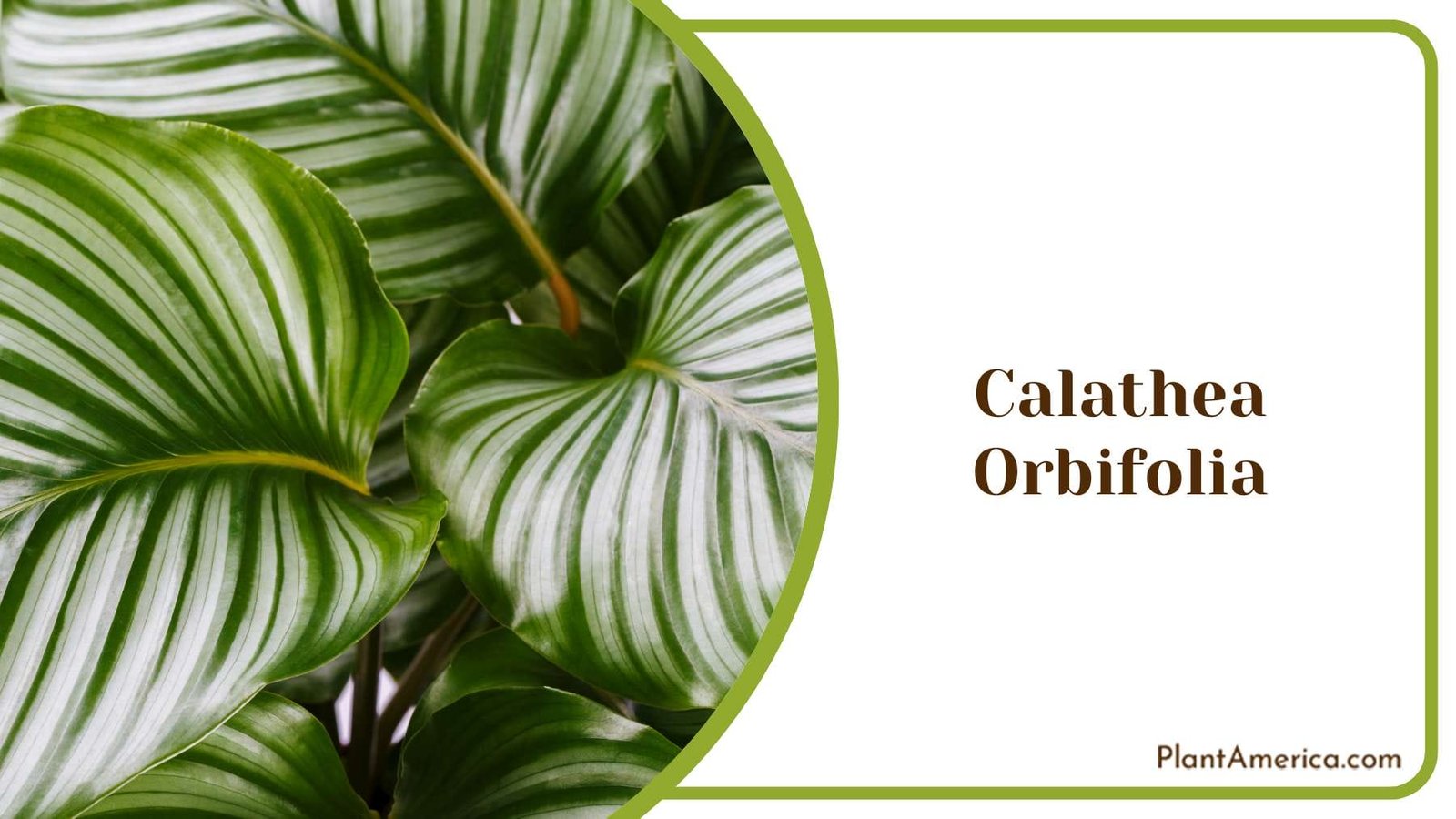 Calathea Orbifolia Plant America