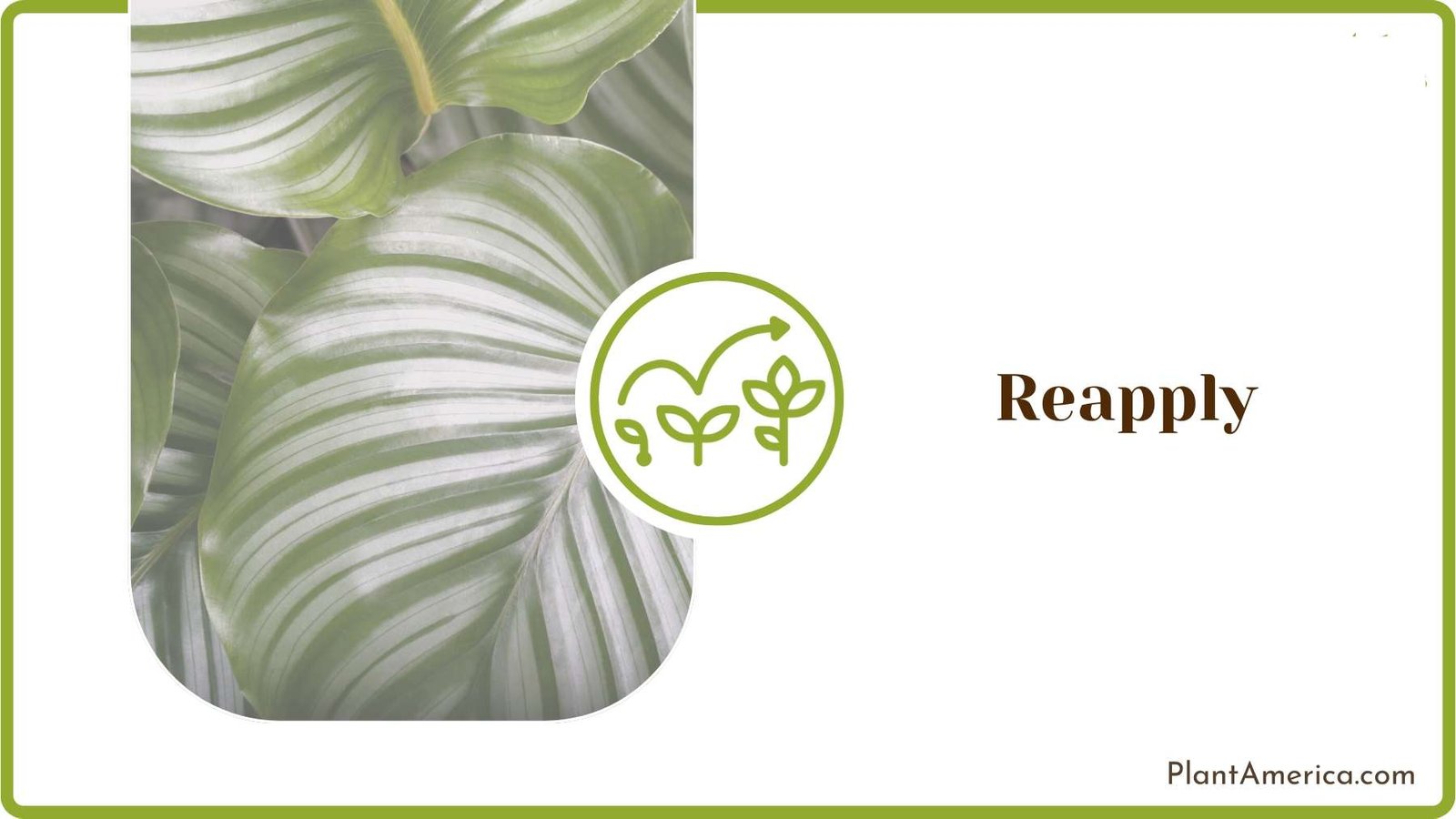 Calathea Plants Care Guide ~ Plant America Calathea Plants Care Guide ~ Plant America