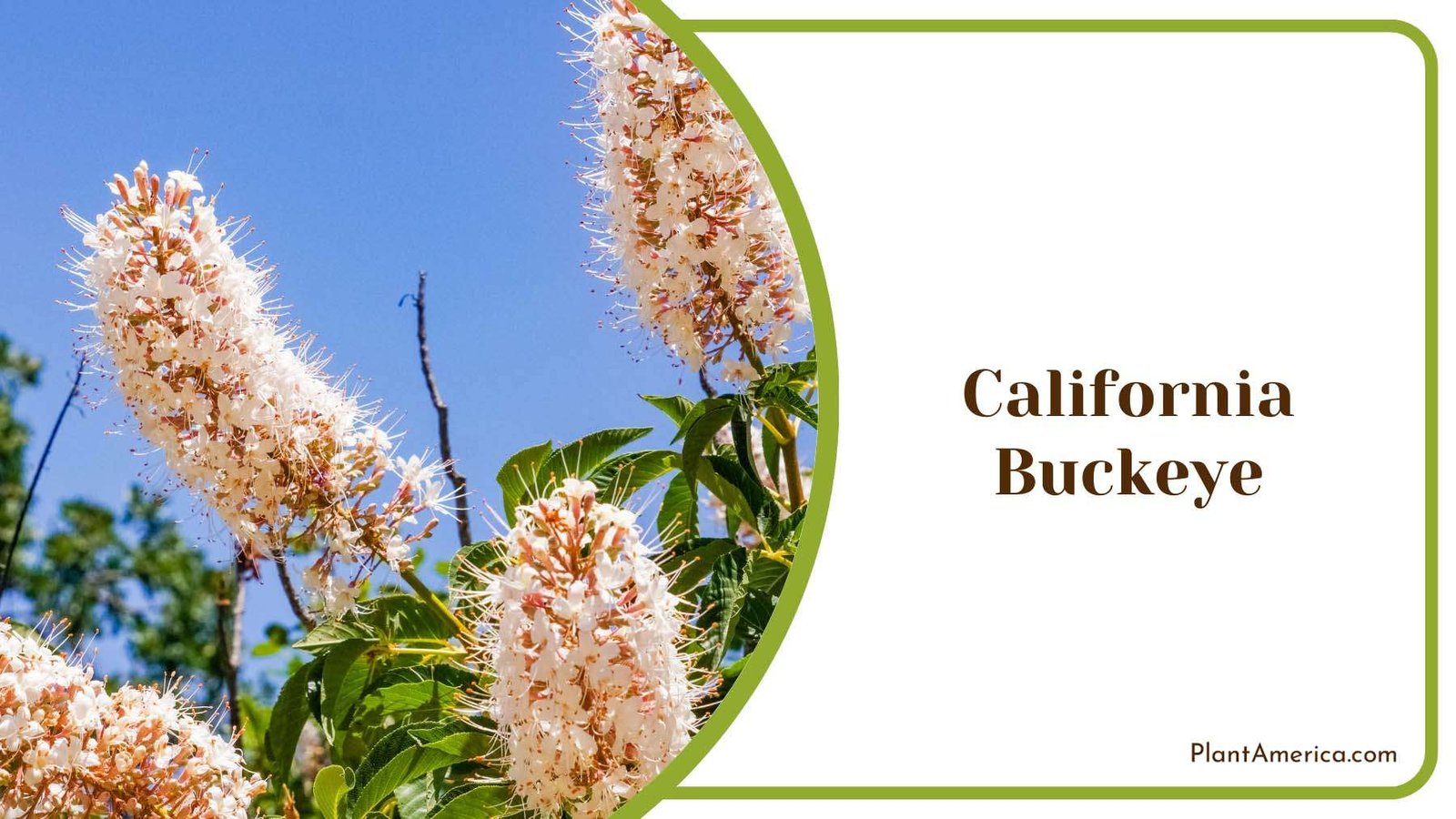 California Buckeye Blooms In Sunlight Plant America