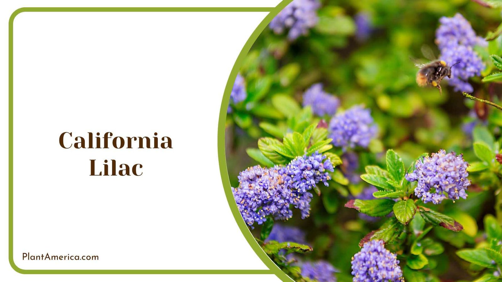 California Lilac Blooms Plant America