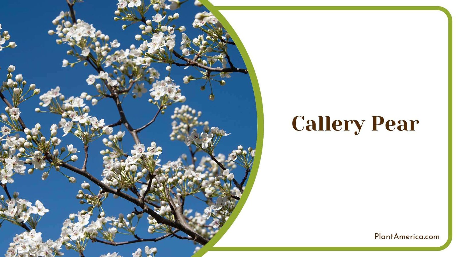Callery Pear Blooms Plant America