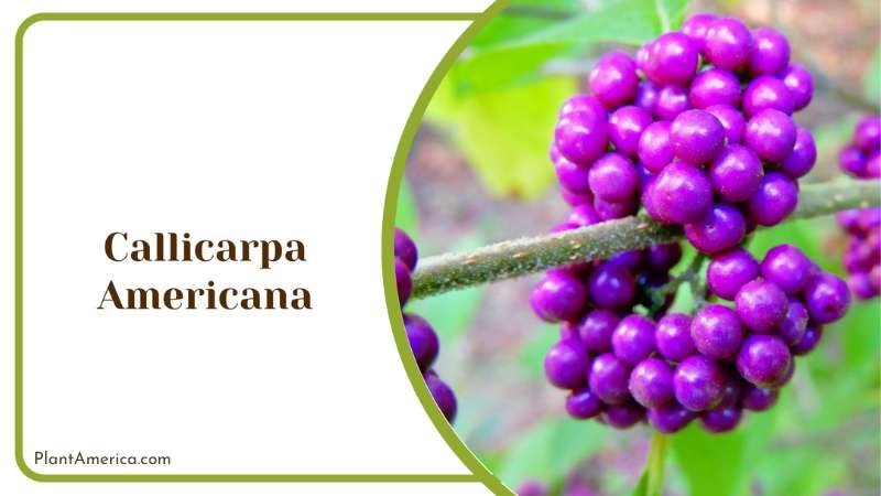 Callicarpa Americana Beautyberry Plant America