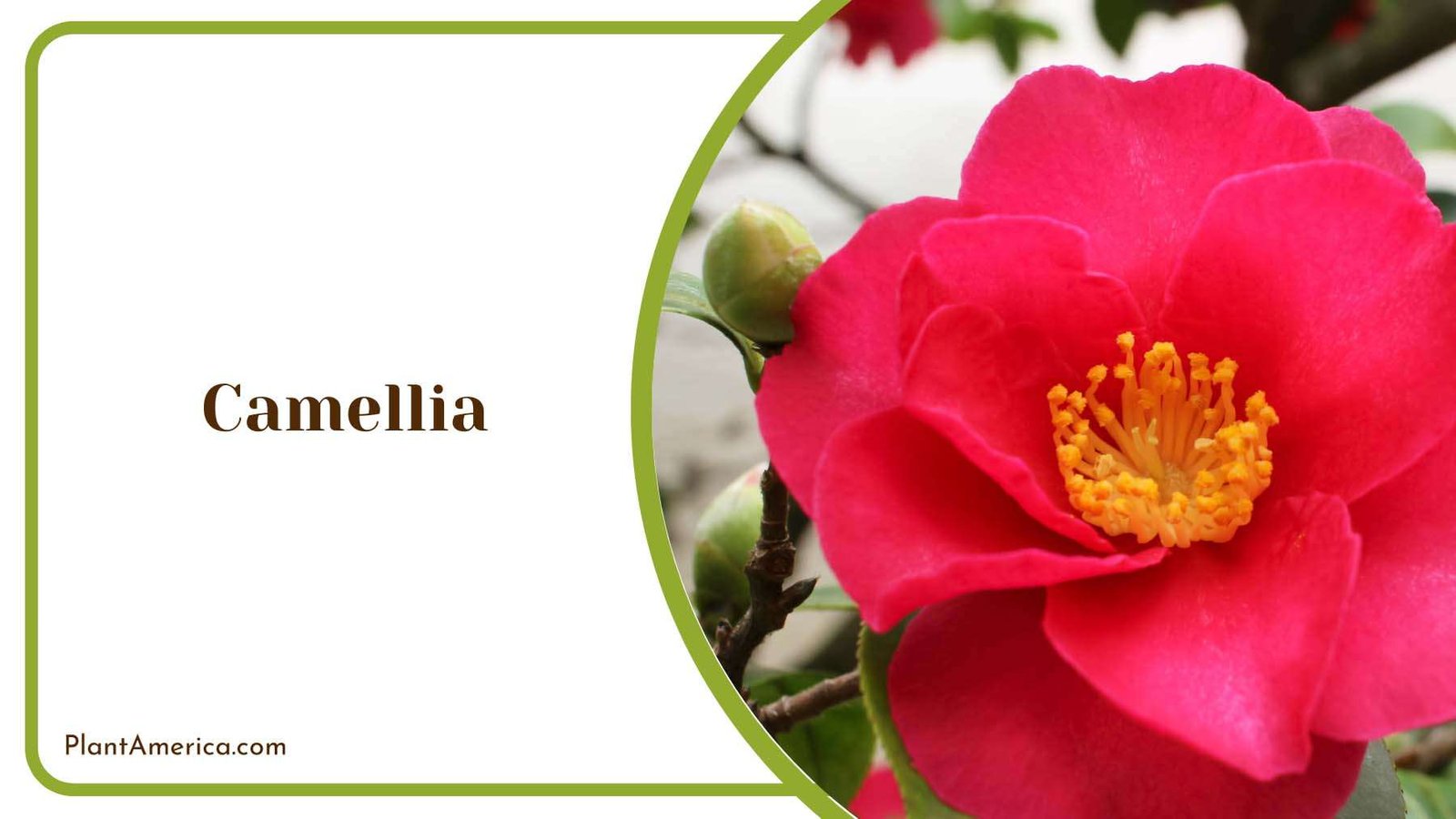 Camellia Showy Flowers Plant America