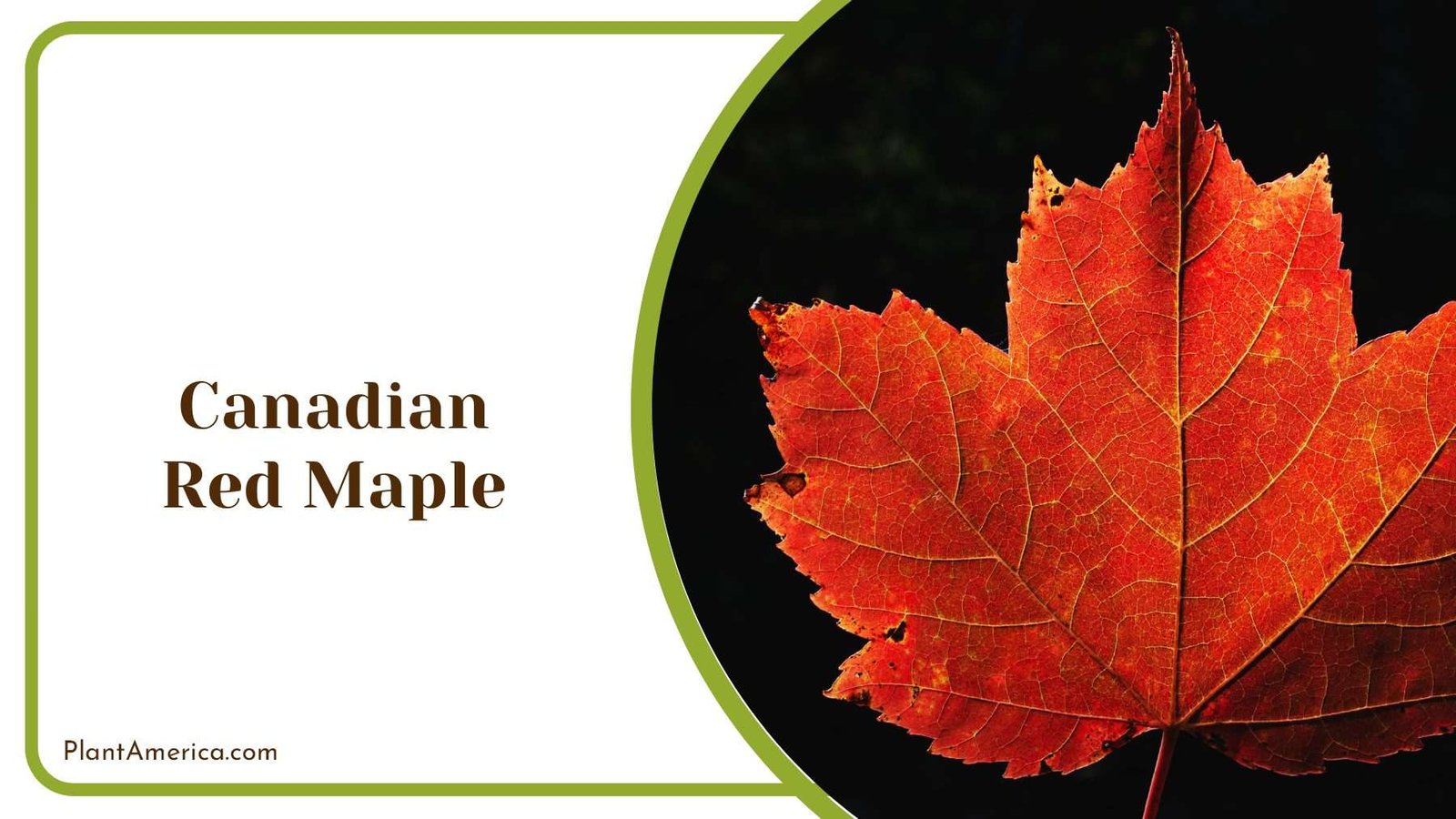 Canadian Red Maple Leaves PlantAmerica