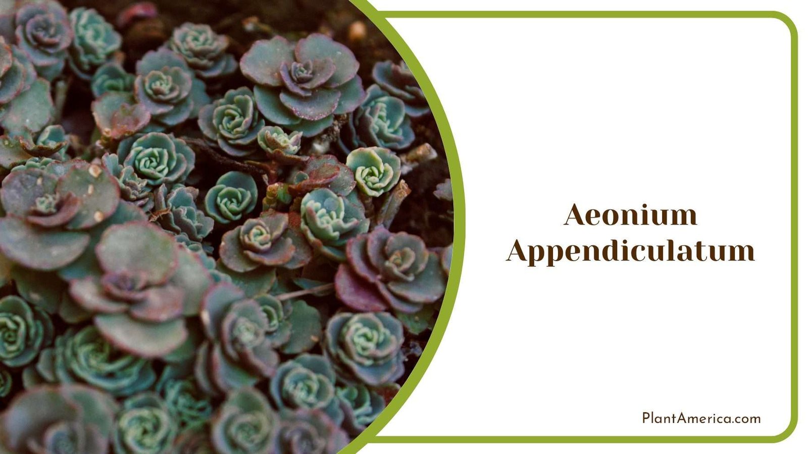 Canary Island Aeonium Appendiculatum Plant America