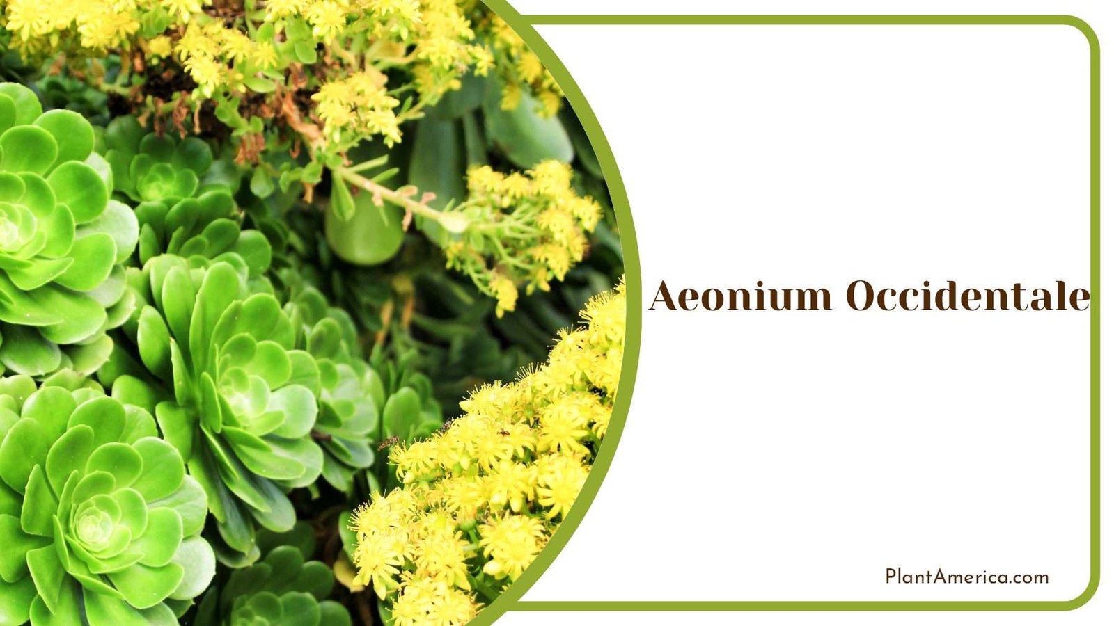 Canary Island Aeonium Occidentale Plant America