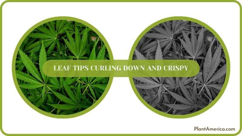 Cannabis Leaves Curling Plant America