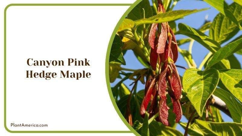 Canyon Pink Hedge Maple Plant America