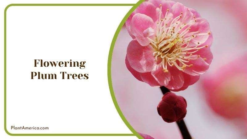 Care for Flowering Plum Trees Plant America