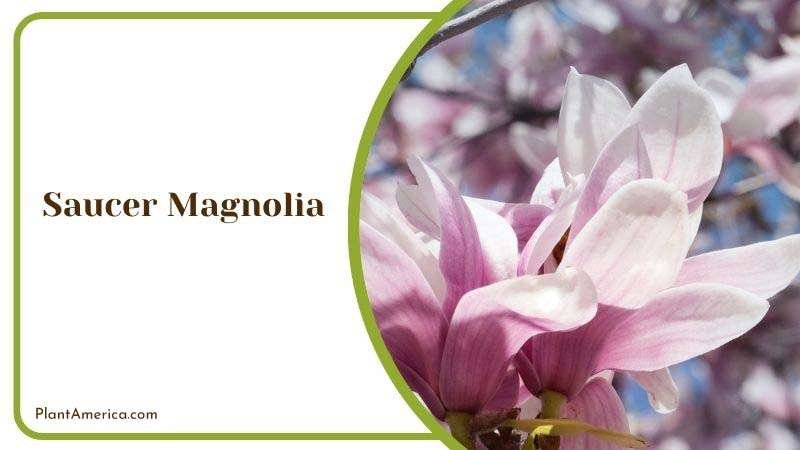 Care for Saucer Magnolia Plant America