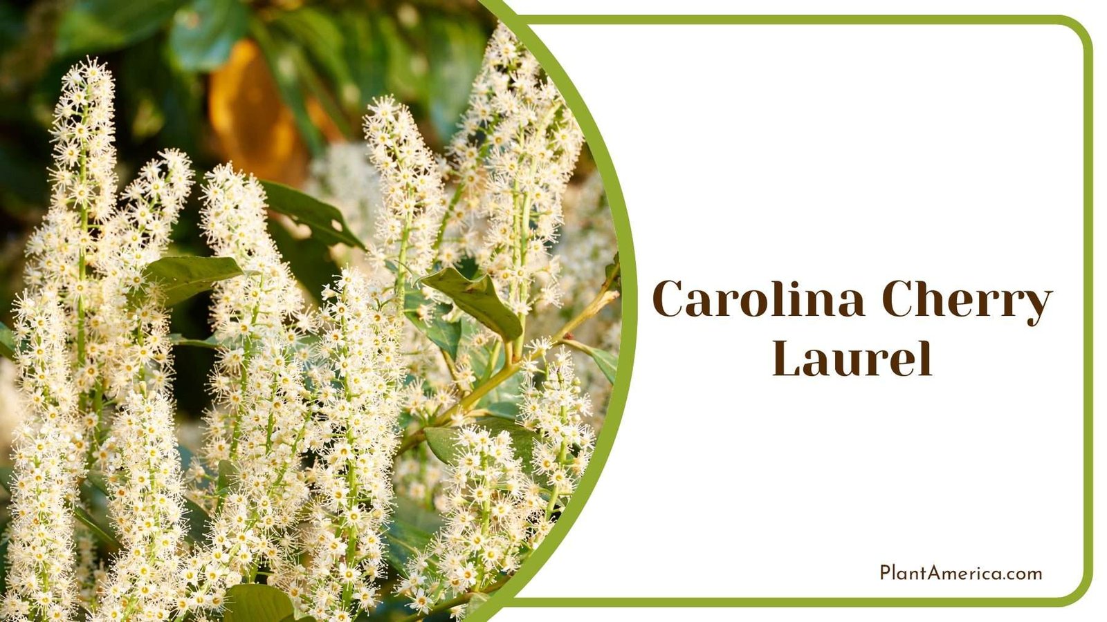 Carolina Cherry Laurel Plant America