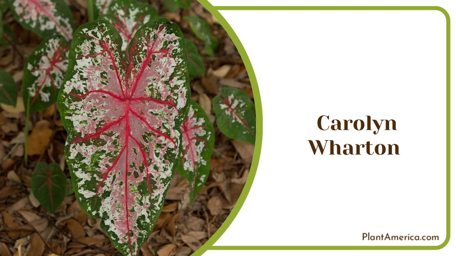 Carolyn Wharton Indoor Decoration Plant America