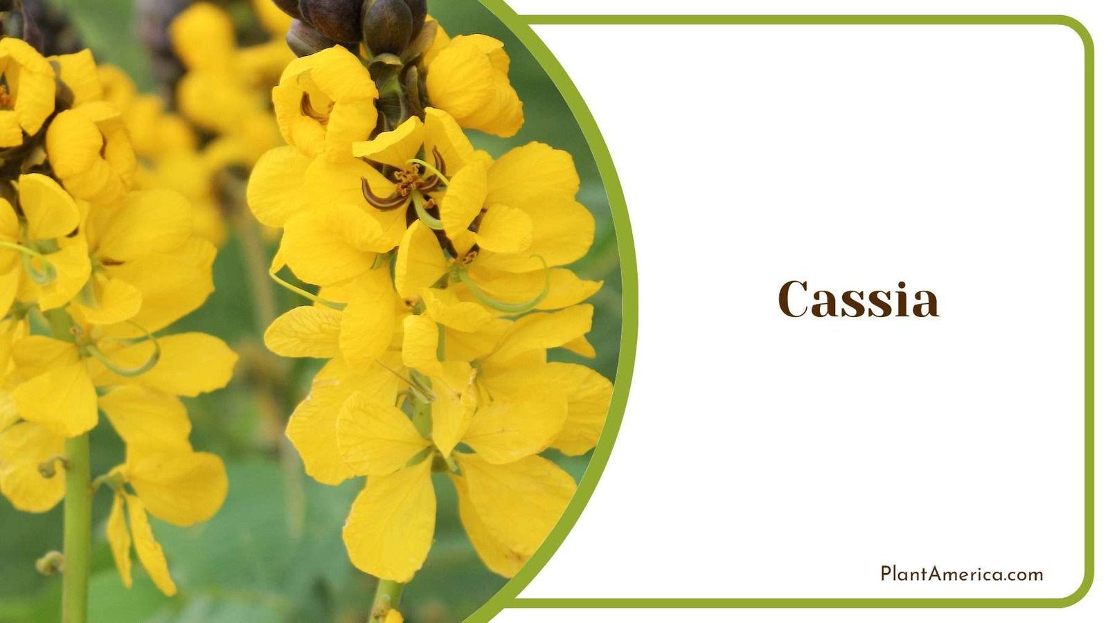 Cassia Yellow Flowers Plant America Cassia Yellow Flowers Plant America