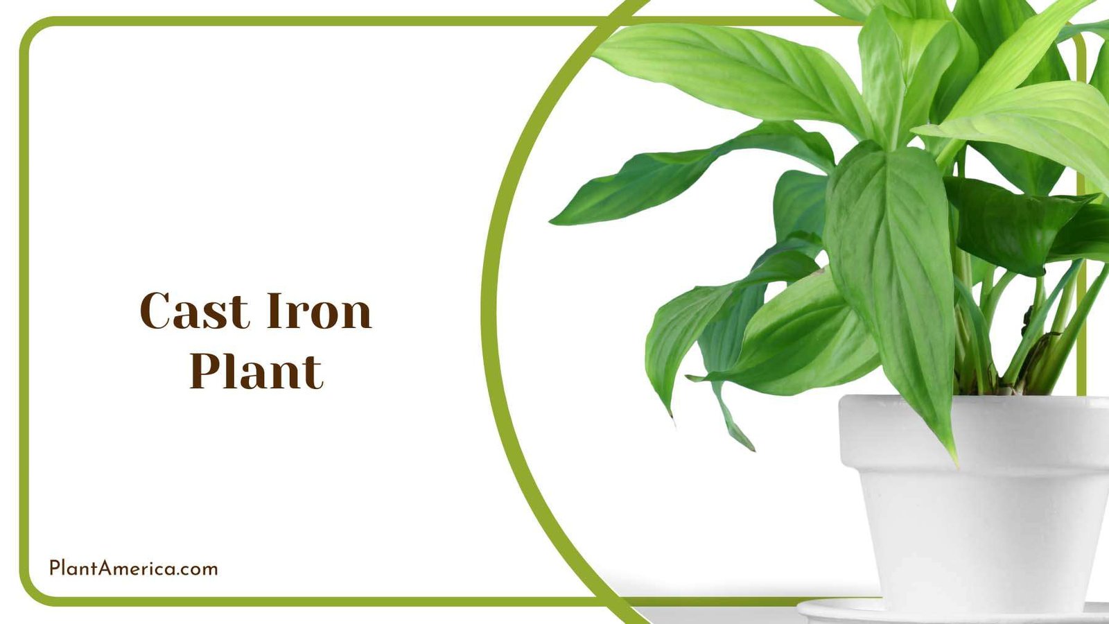 Cast Iron Plant In Pot Plant America