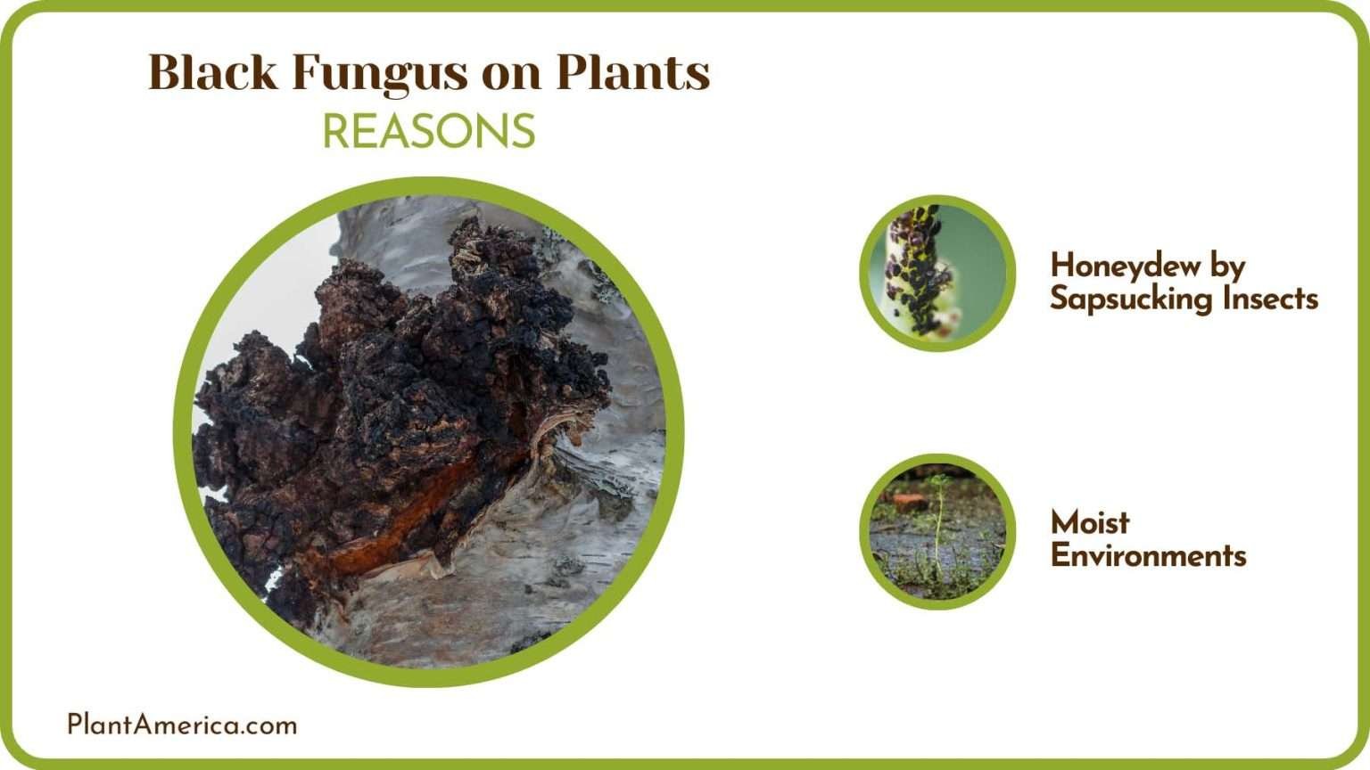 Black Rash Plant Black Fungus on Plants: Reasons and Ways To Get Rid of It - Plant America