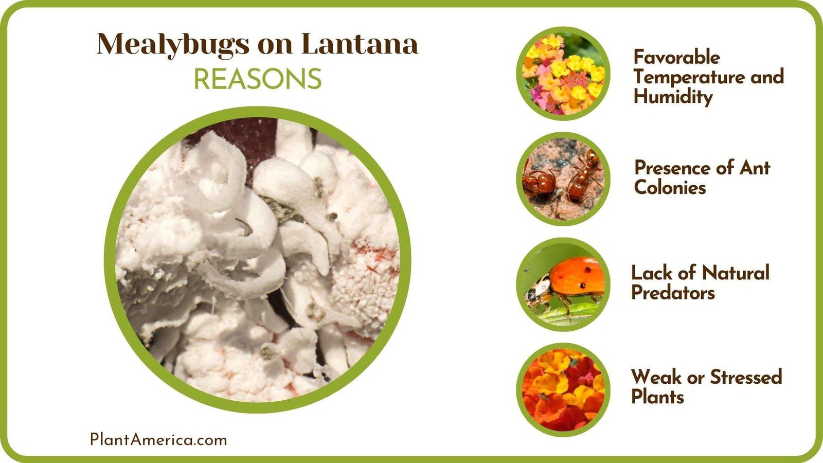 Causes of Mealybugs on Lantana Plant America