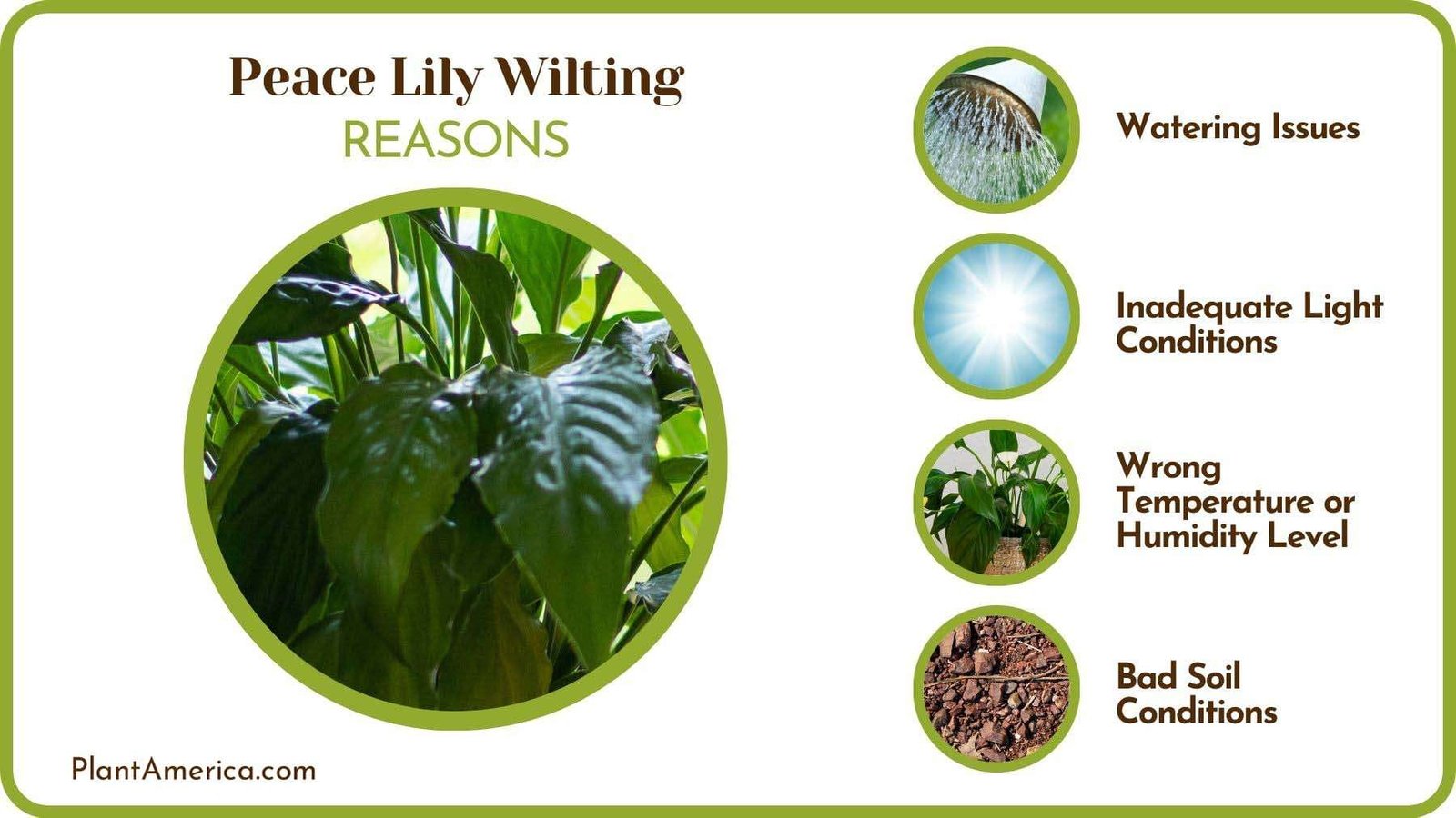 Causes of Peace Lily Wilting PlantAmerica