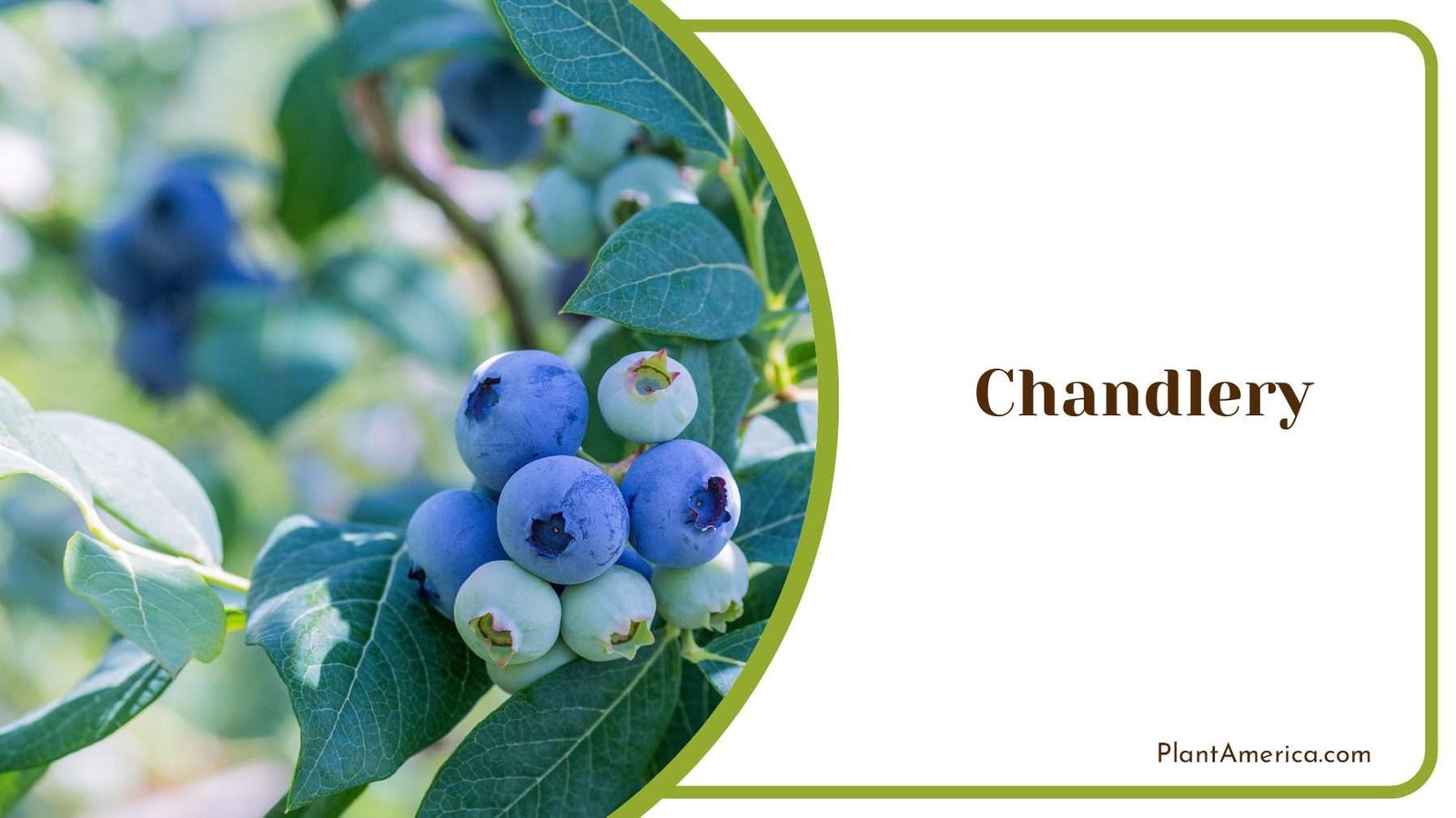 Chandlery Blueberries Plant America