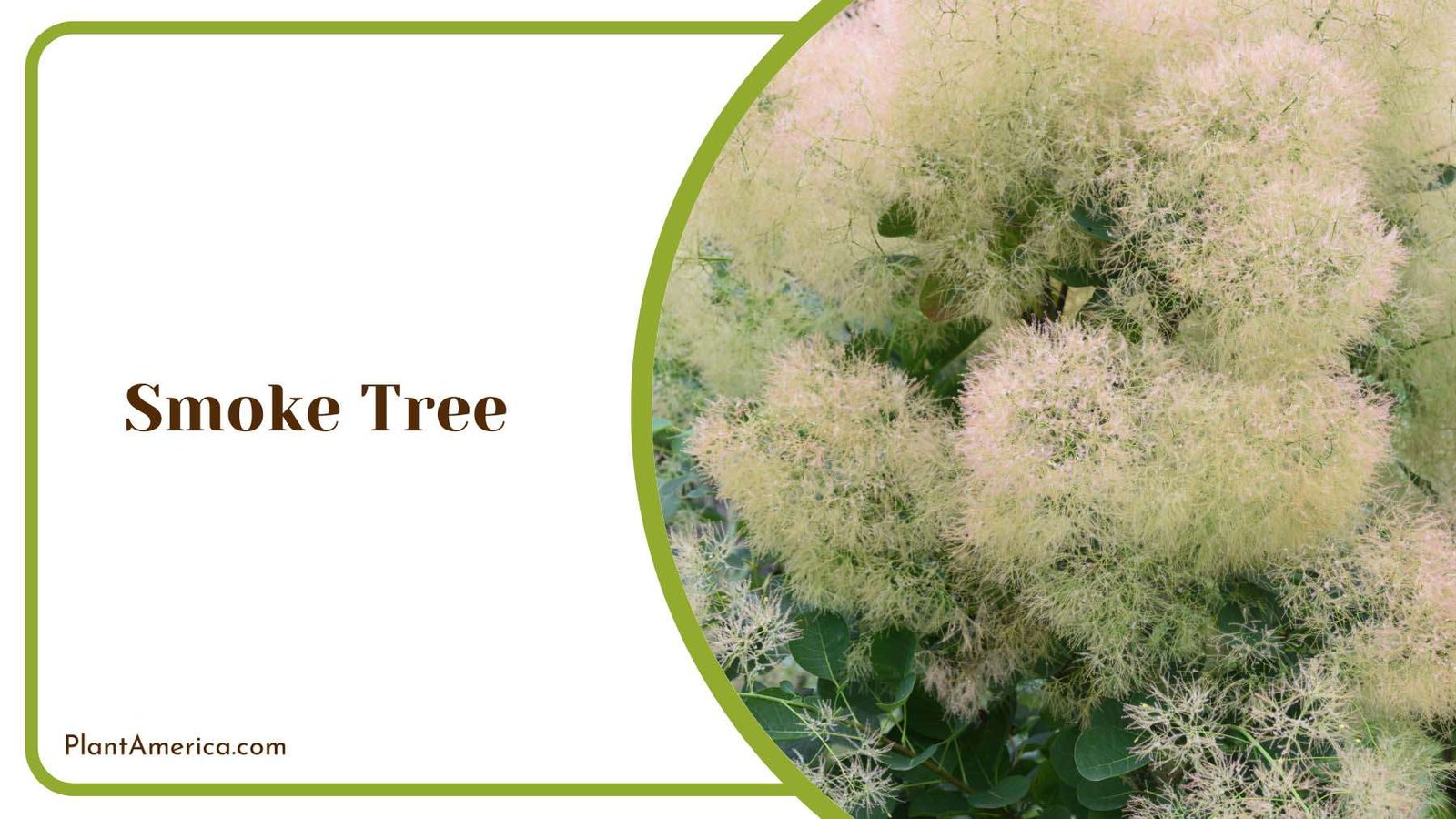 Charming Puffs Of A Smoke Tree Plant America