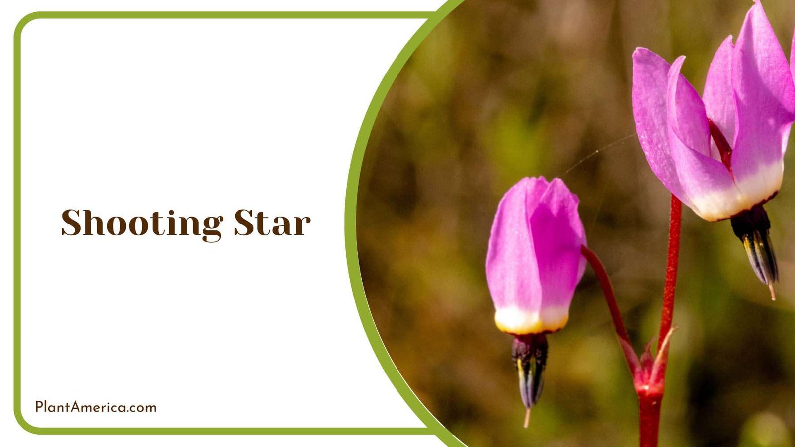 Charming Shooting Star Plant America