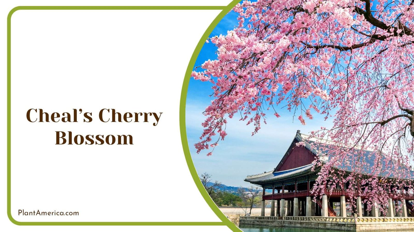 Cheals Cherry Blossom PlantAmerica