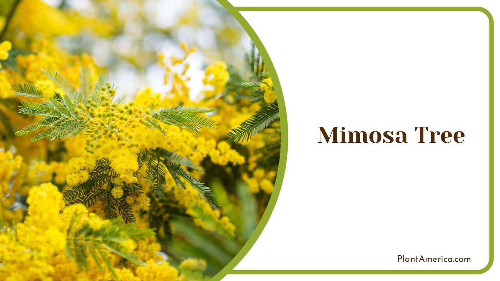 Cheerful Mimosa Tree With Puffball Flowers PlantAmerica