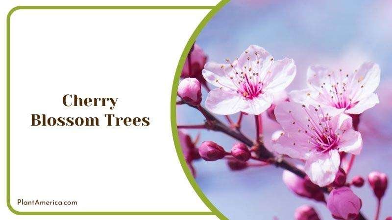 Cherry Blossom Trees Growing Season Plant America