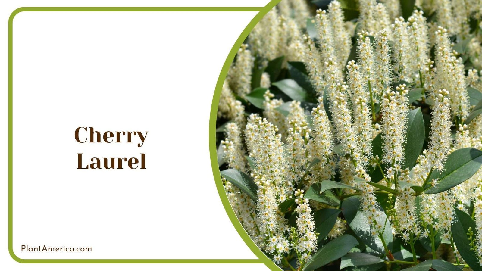 Cherry Laurel Blooms Plant America