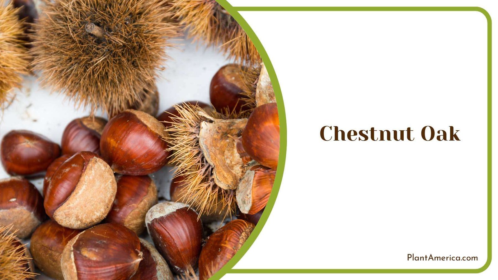 Chestnut Oak Wildlife Plant America