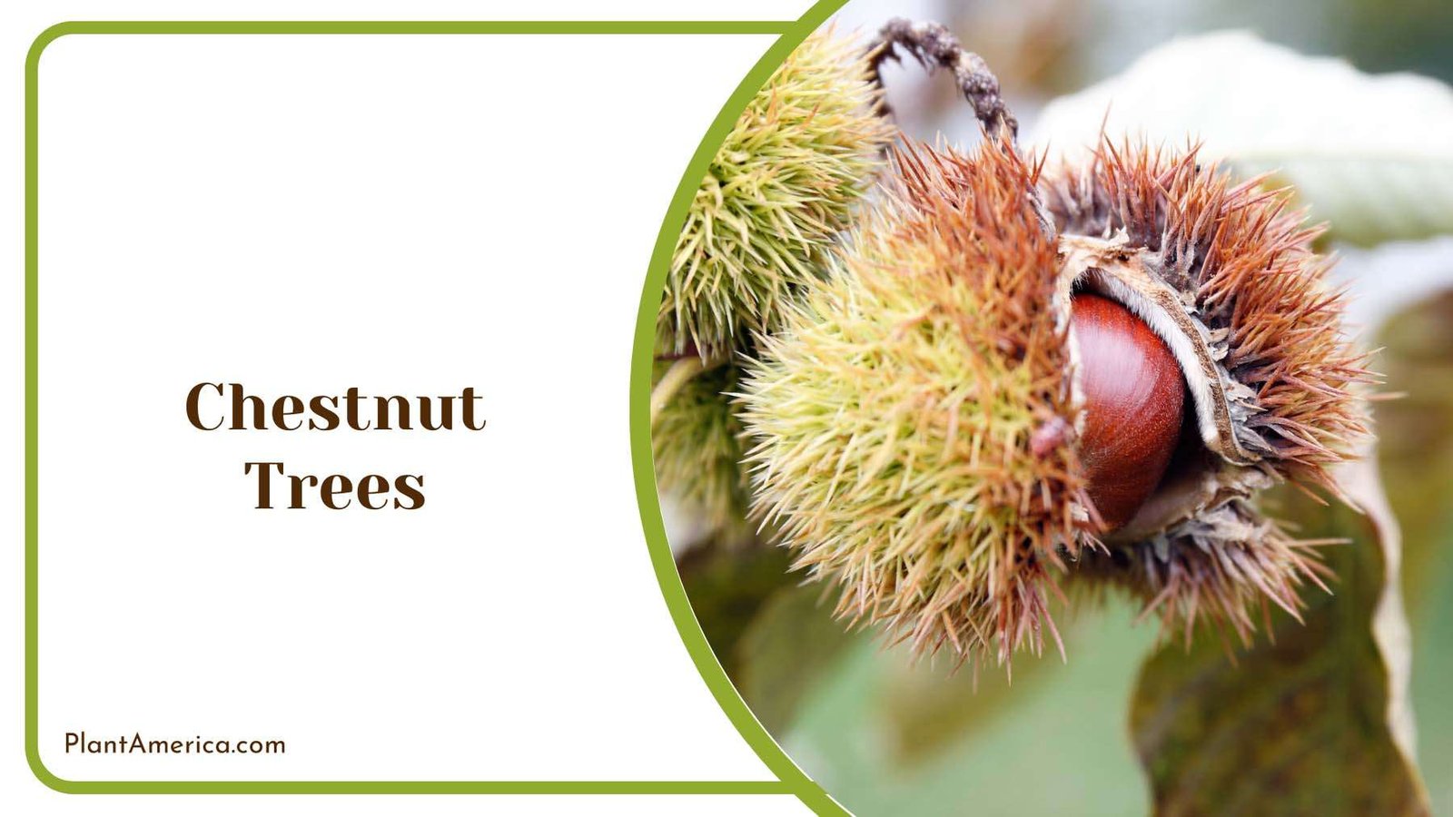 Chestnut Trees Starchy Nuts Plant America Chestnut Trees Starchy Nuts Plant America