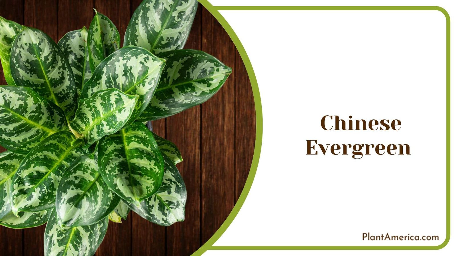 Chinese Evergreen Colourful Plant America