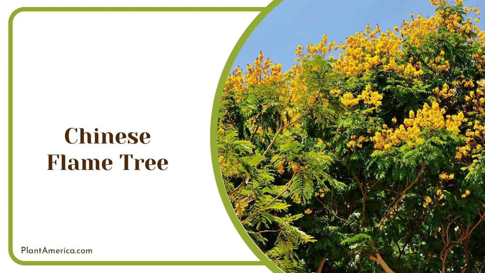 Chinese Flame Tree PlantAmerica
