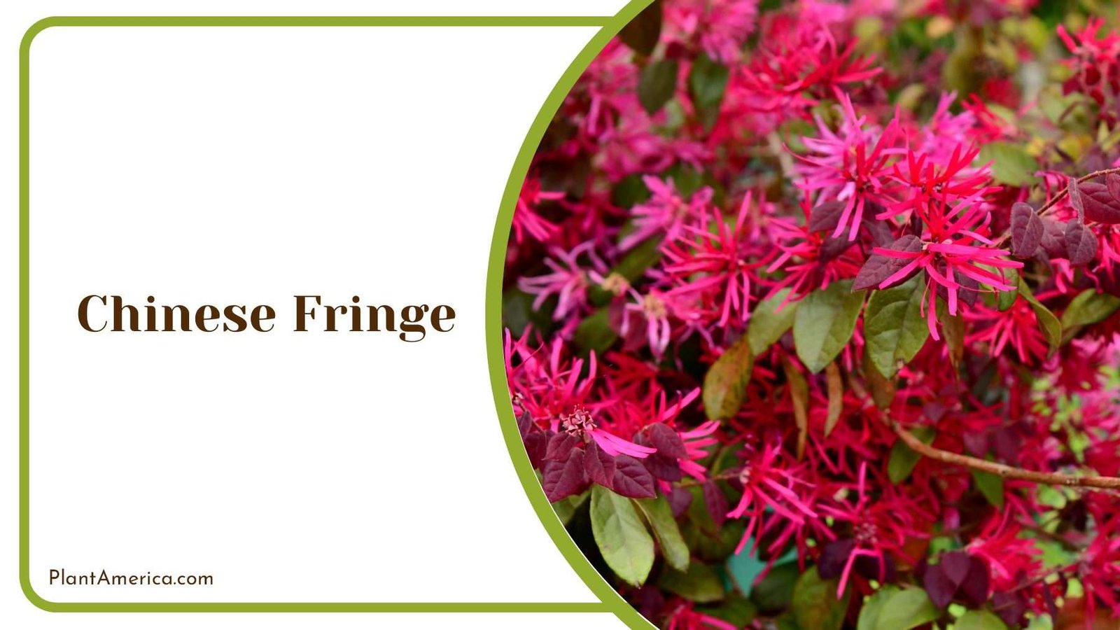 Chinese Fringe Narrowly Elongated Leaves Plant America