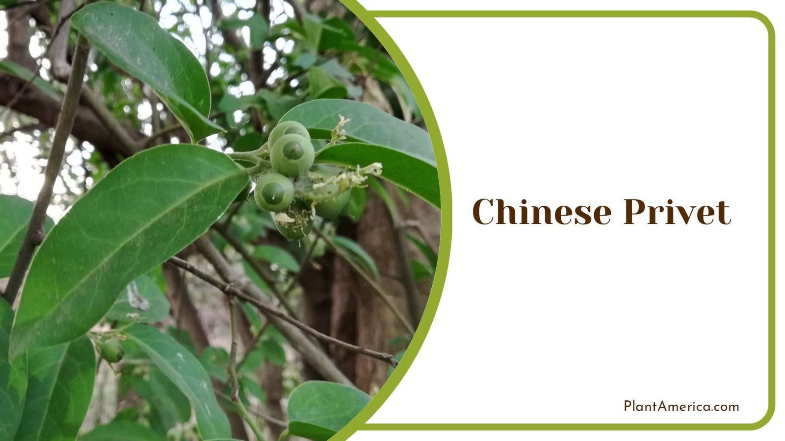 Chinese Privet Leaves Plant America