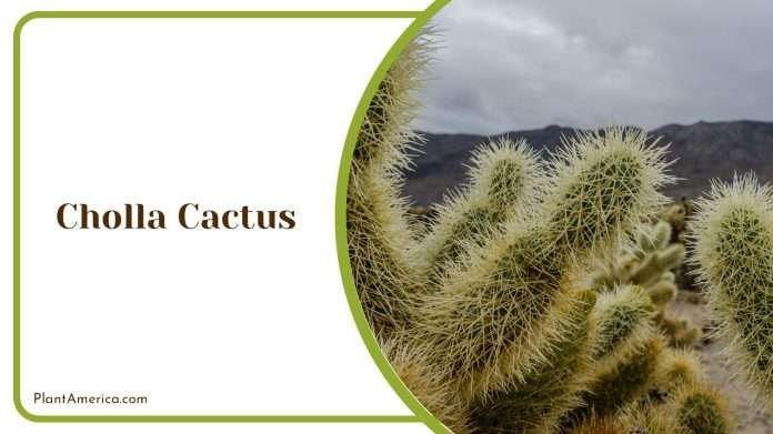 13 Types of Cactus In the Dessert that Will Thrive in Arid Land - Plant ...