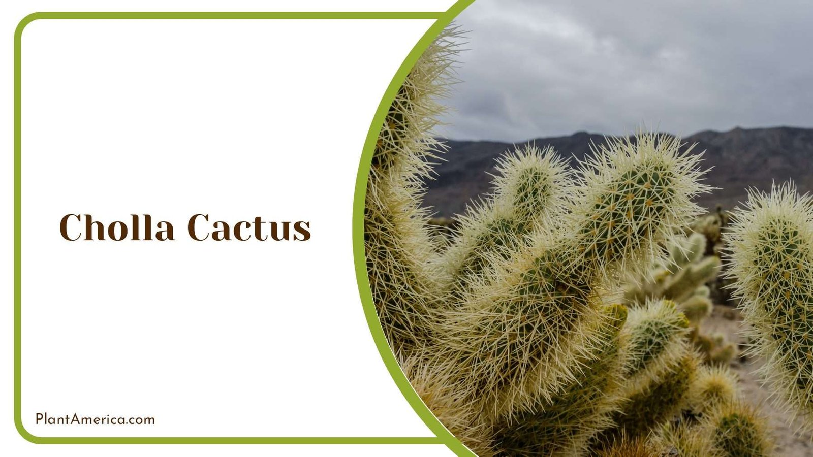 Cholla Cactus On Sunset Plant America