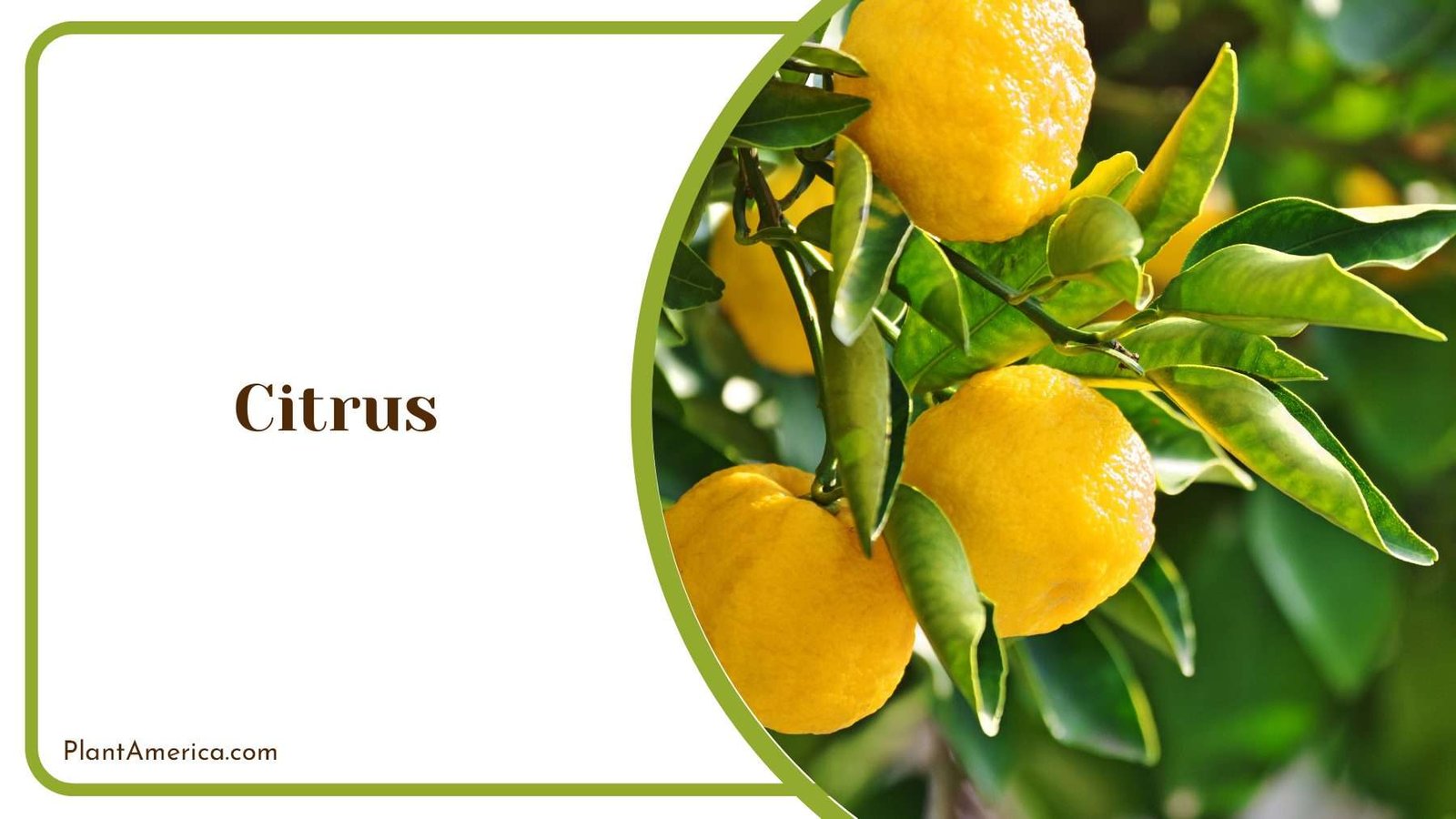 Citrus On A Branch Plant America