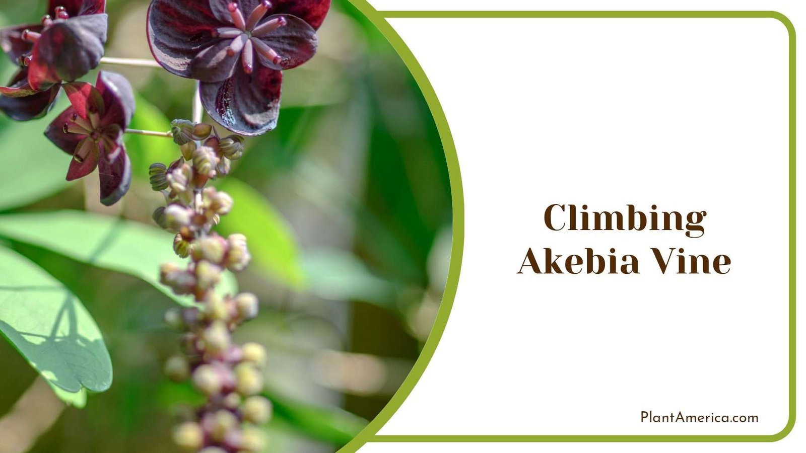 Climbing Akebia Vine PlantAmerica