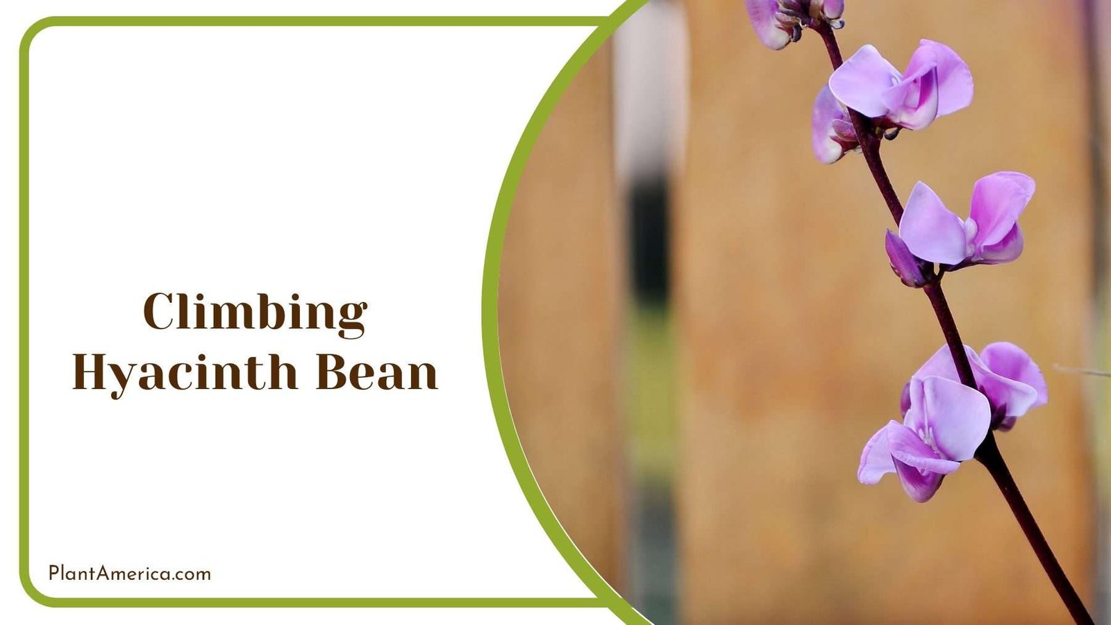 Climbing Hyacinth Bean PlantAmerica