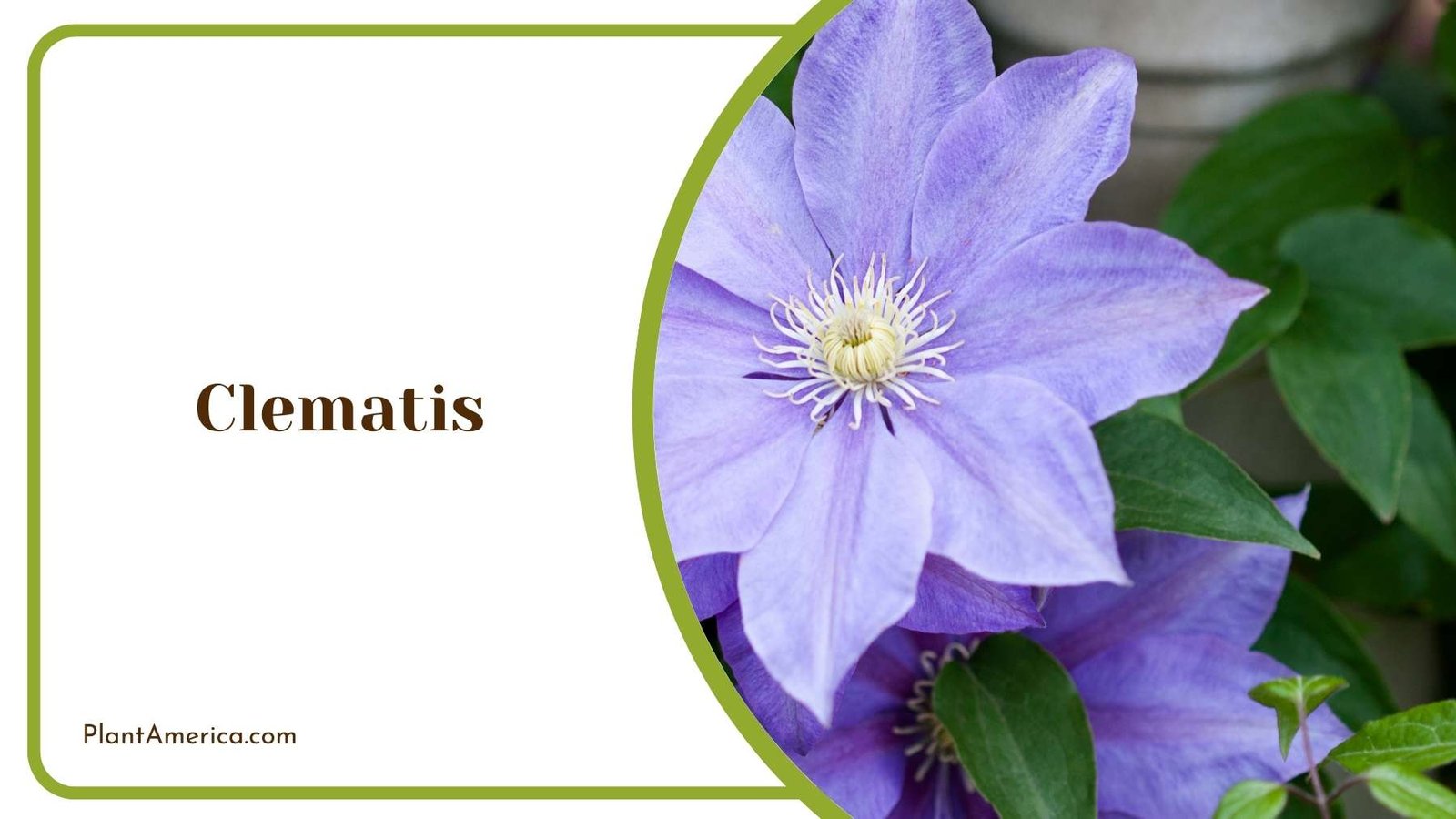 Close Up On Clematis Bloom Plant America