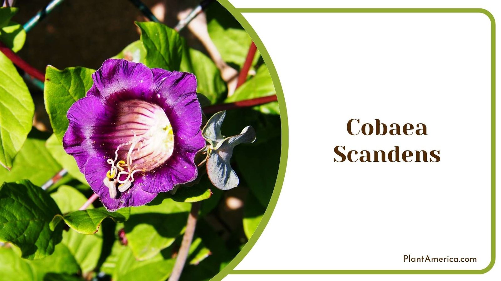 Cobaea Scandens Bloom Plant America