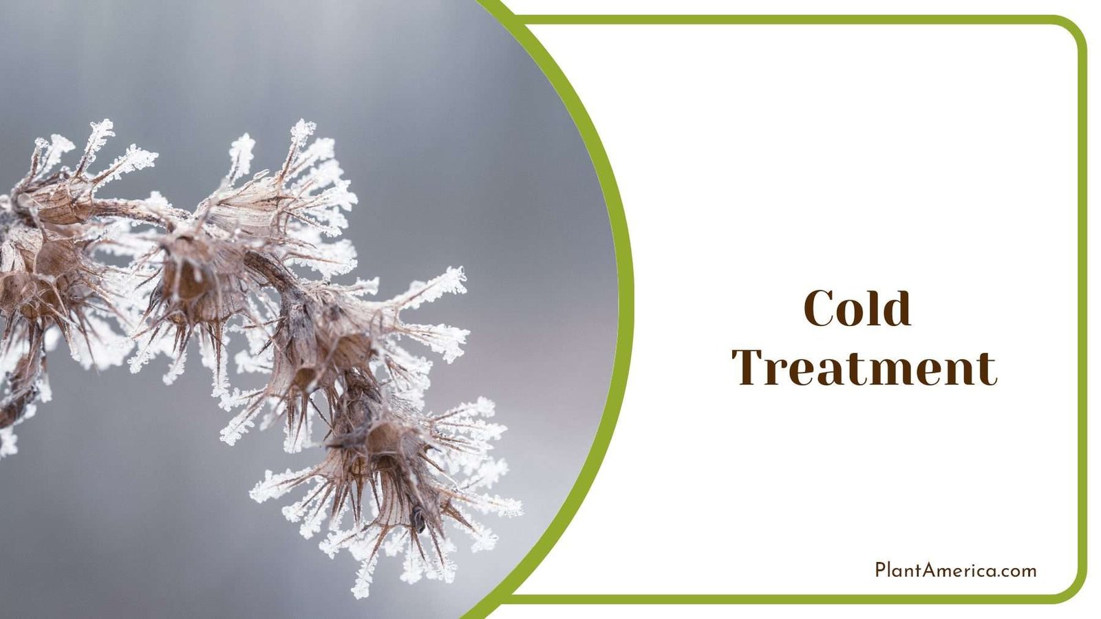 Cold Treatment to Remove Pest PlantAmerica Cold Treatment to Remove Pest PlantAmerica
