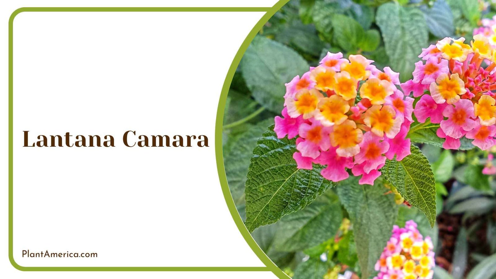 Colorful Lantana Camara Plant America