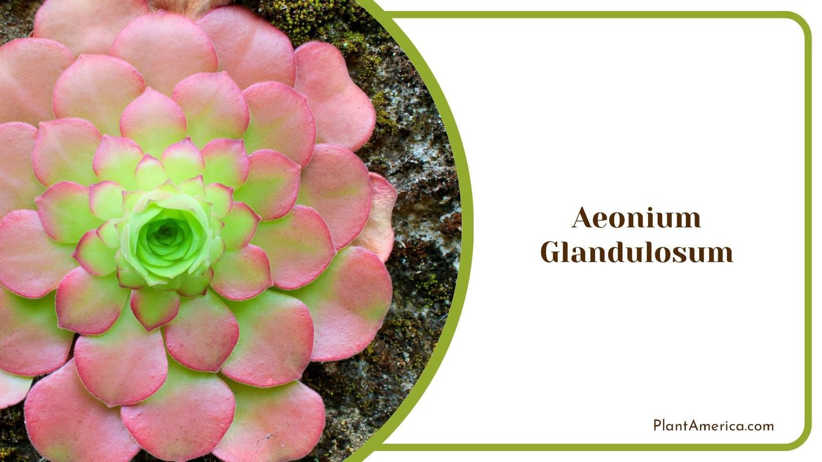 Colourful Aeonium Glandulosum Plant America