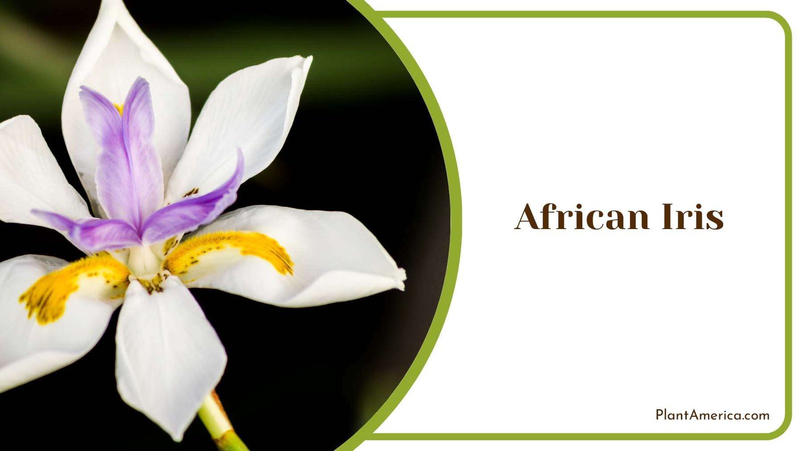 Colourful African Iris Plant America